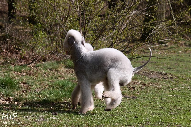 2011-04-02 Aveline Alanna Svet (15).jpg - Arc-en-ciel Alanna & Airis Blue Volshebny Svet